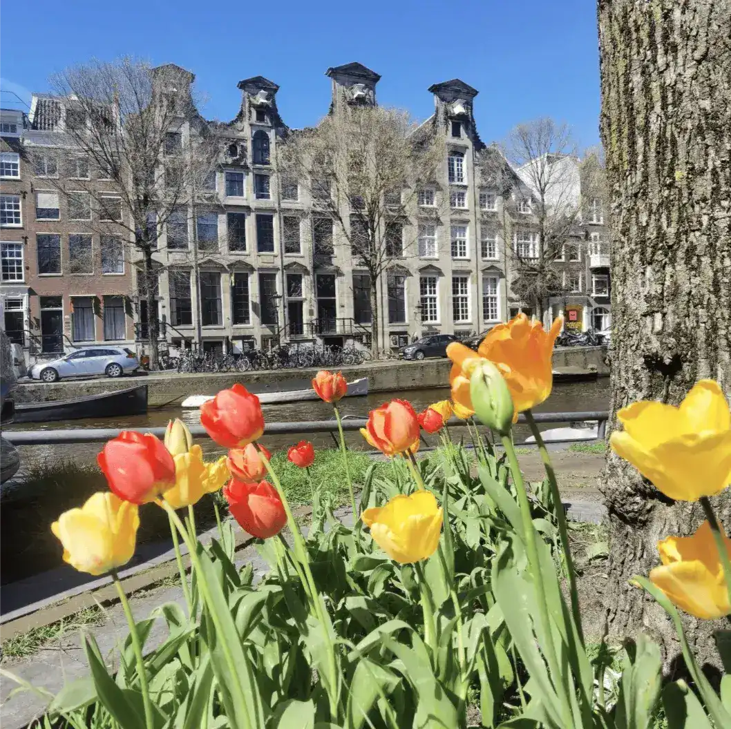 Tulips in Amsterdam