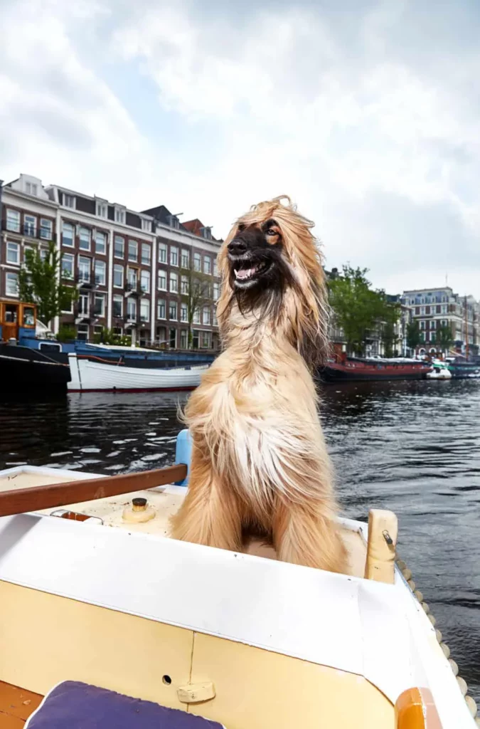 Babur, Amstel – Isabella Rozendaal