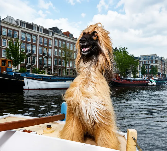 Mini expo Animalia Amsterdam Dierportretten