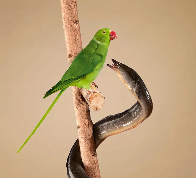 Tentoonstelling Dieren van de Grachten