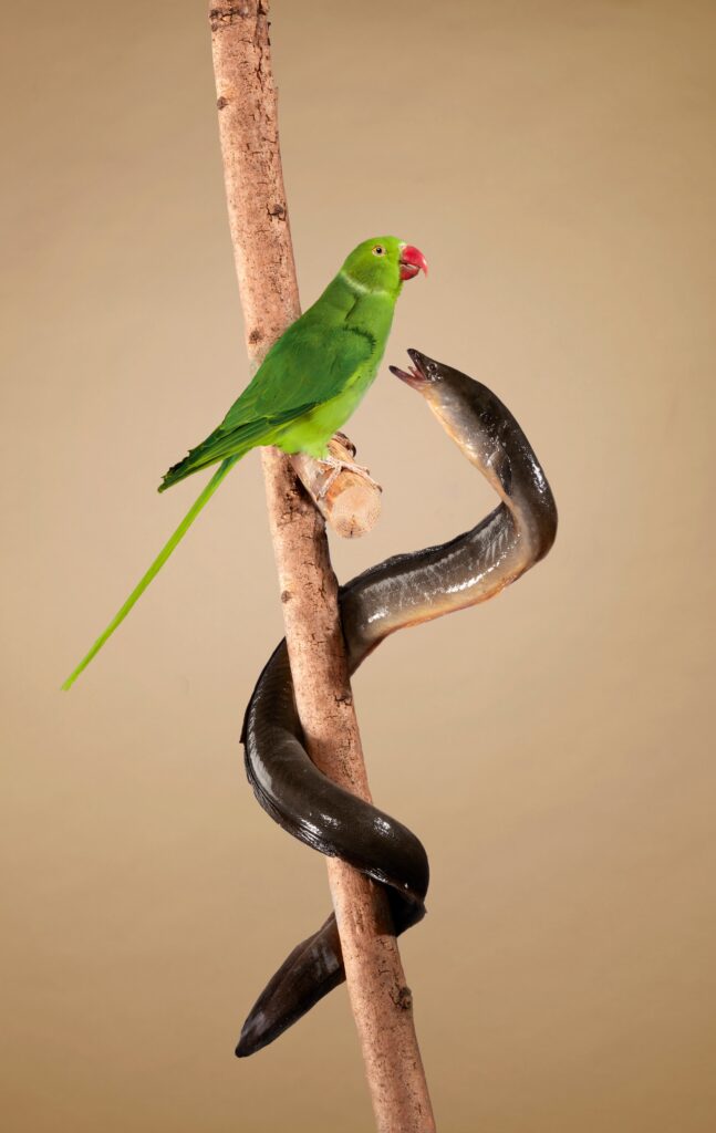 Tentoonstelling Dieren van de grachten copyright Van Santen Bolleurs